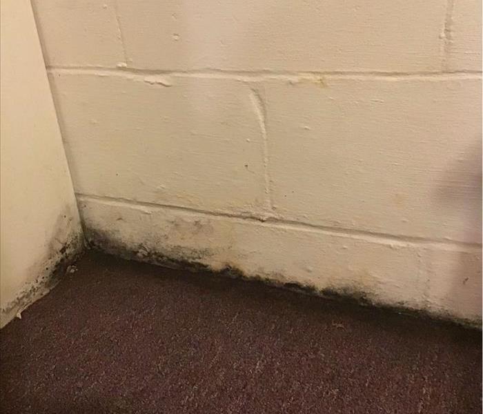 Medium close up of the corner of a basement with black mold growing where the wall and carpet meet.
