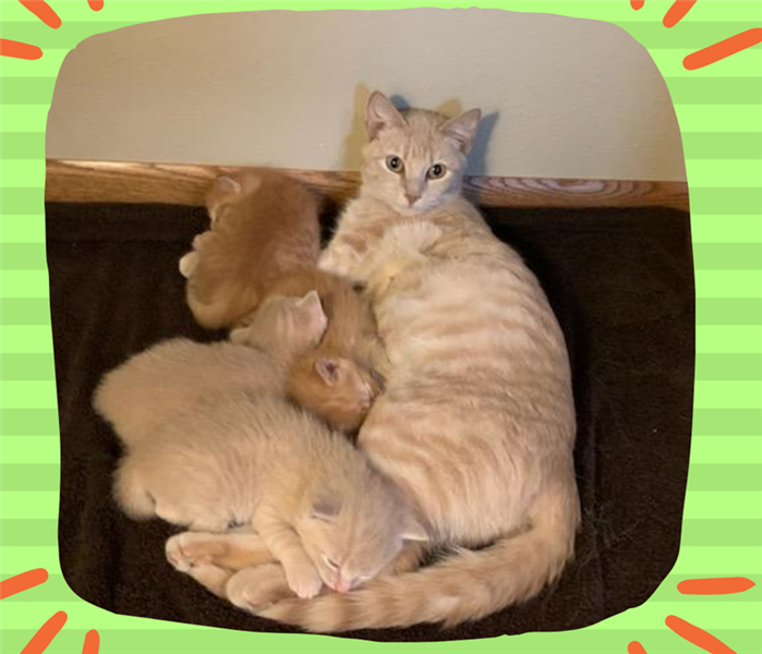 Mama cat with her Babies 